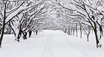 A group of trees with snow on the branches.