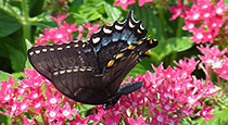 A butterfly on a penta flower.