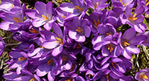 purple flowers