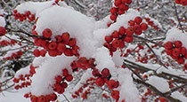 Winterberry holly