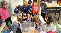 Students looking at chicks.