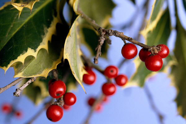 Holly plant with red berries