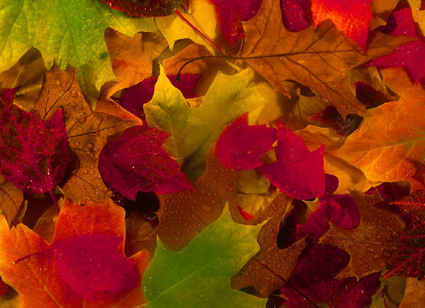 Fall leaves