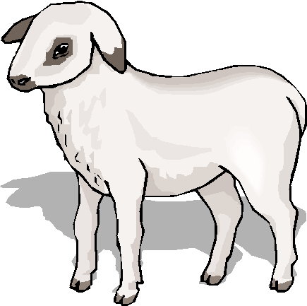 A lamb